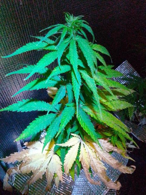 Biscotti Feminized. Week 7