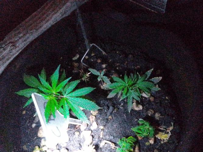 Biscotti Feminized. Week 7