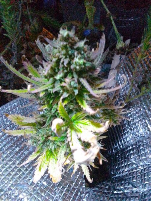 💚 Sour Jealousy Auto II & III. Week 11