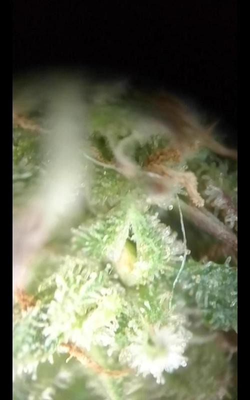 💚 Sour Jealousy Auto II & III. Week 11