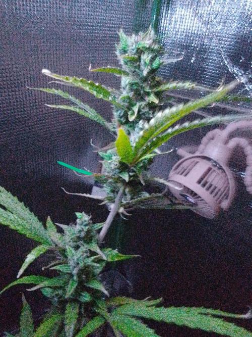 White Widow XXL Auto I. Week 11