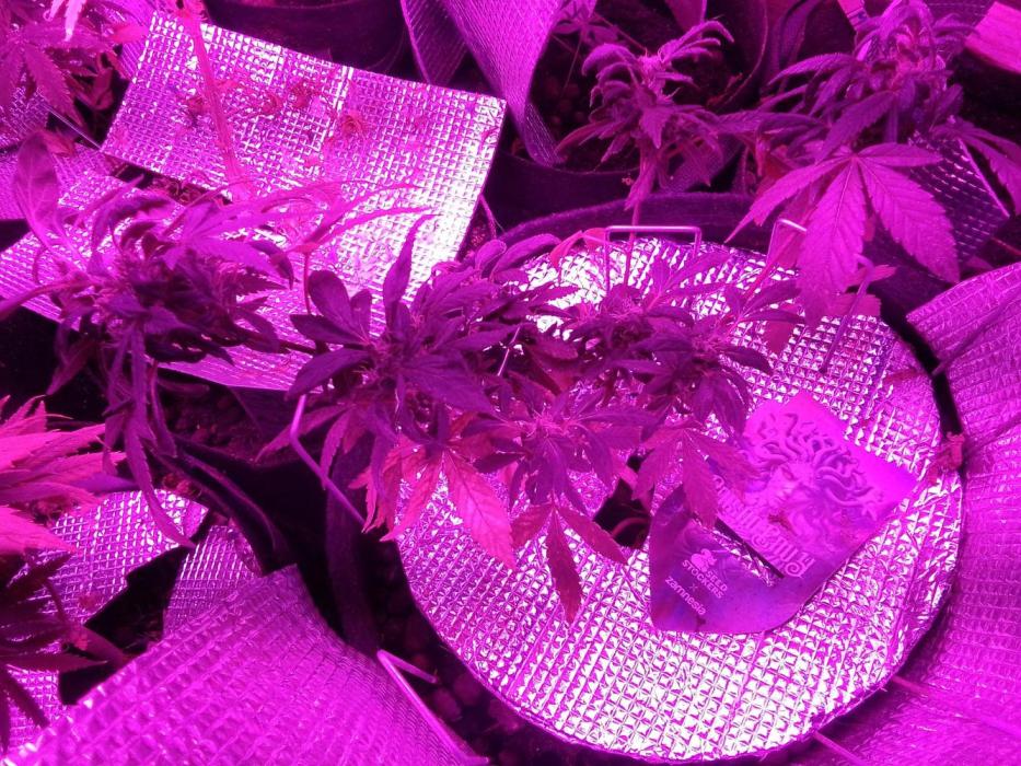 Poison Envy feminized I. Week 17