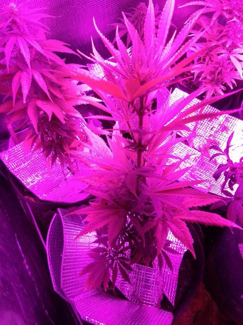 Royal Domina Feminized. Week 8