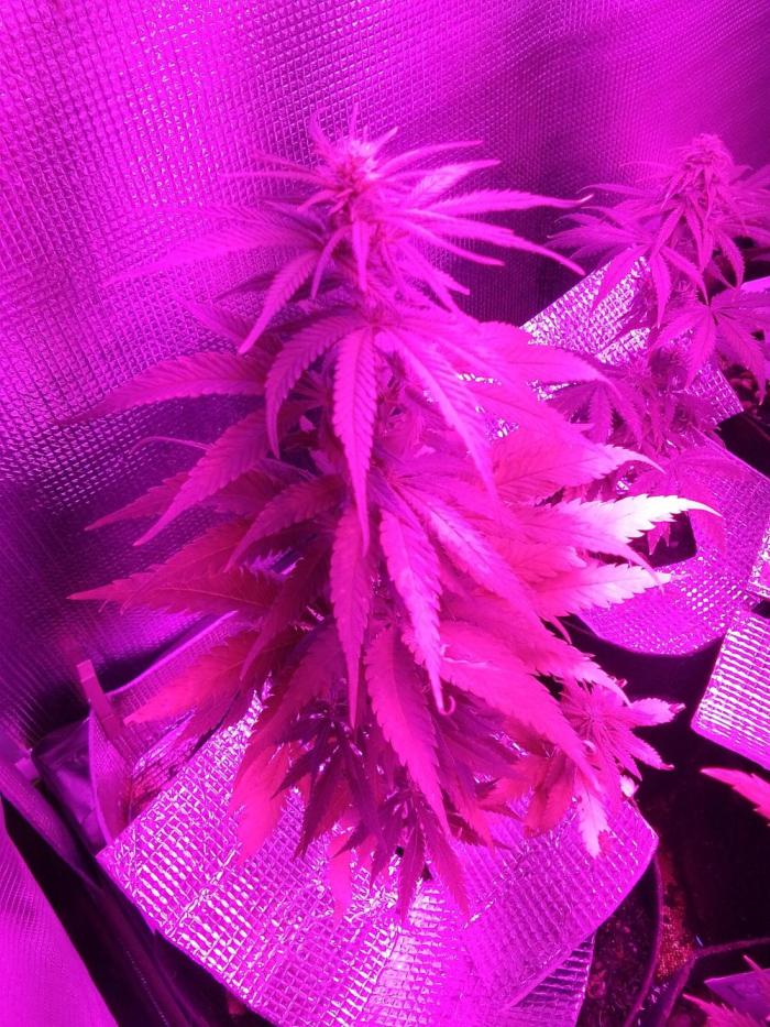 Biscotti Feminized. Week 8