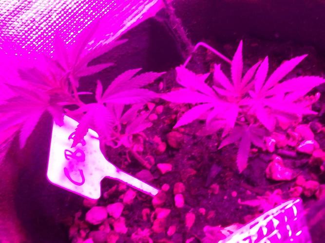 Royal Domina Feminized. Week 8