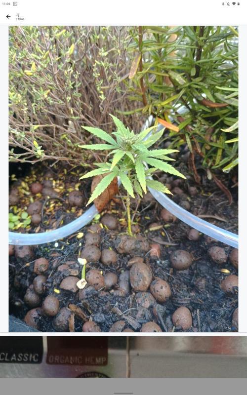 Fruit Punch Mini 🤪. Week 17