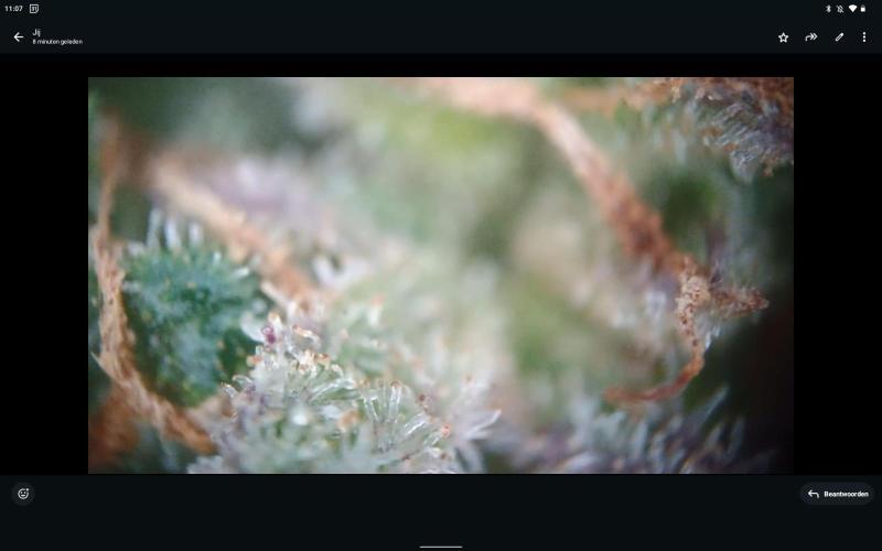 💚 Sour Jealousy Auto II & III. Week 12