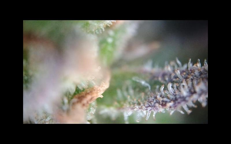 💚 Sour Jealousy Auto II & III. Week 12