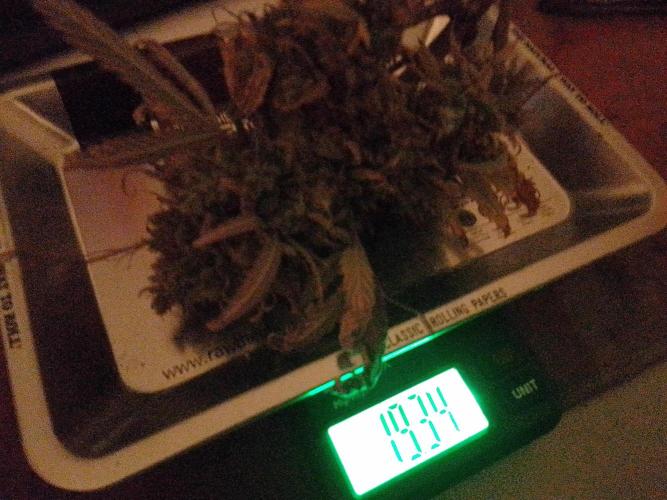 💚 Sour Jealousy Auto II & III. Week 12