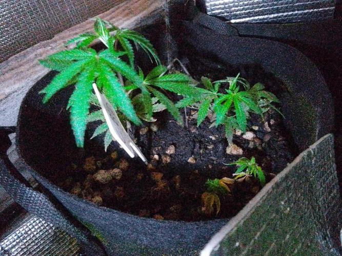 SeeDs in baG of CBD. Week 0