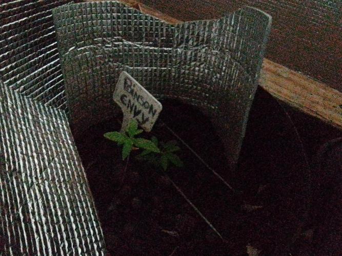 Poison Envy fem III. Week 0