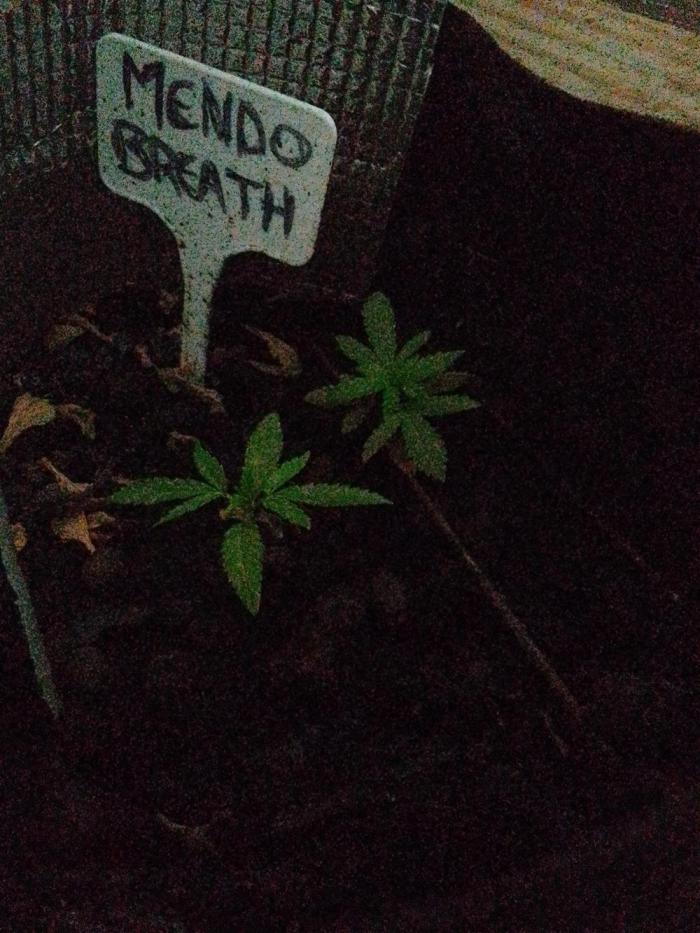 Mendo Breath Feminized 4/20 pcs. Week 1