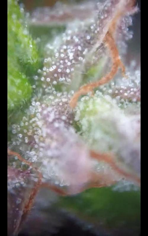 White Widow XXL Auto I. Week 11