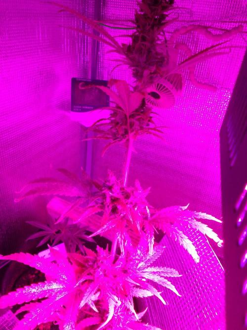 White Widow XXL Auto I. Week 11