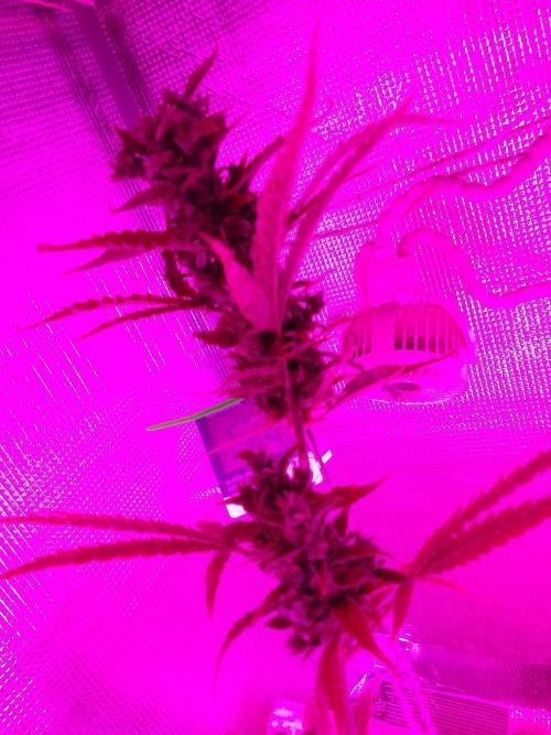 White Widow XXL Auto I. Week 11