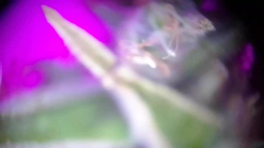 White Widow XXL Auto I