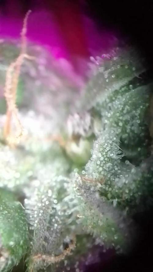 Poison Envy feminized I