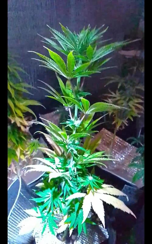 Royal Domina Feminized. Week 9