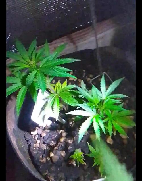 Royal Domina Feminized. Week 9