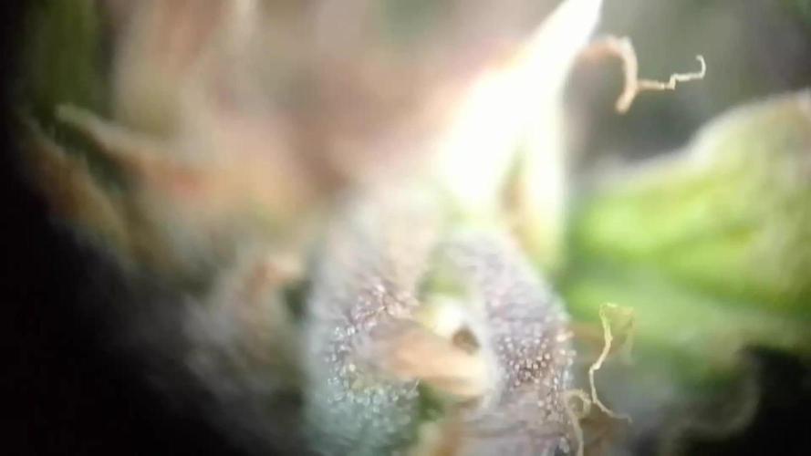 White Widow XXL Auto I