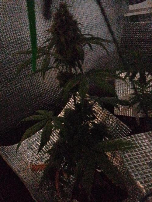 CBD 20:1 Auto III. Week 8