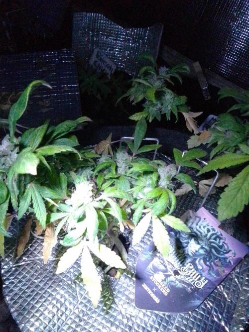 Poison Envy feminized I. Week 19