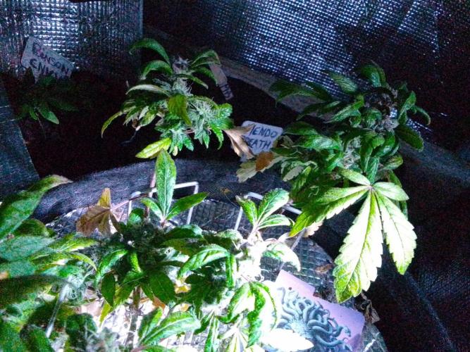 Poison Envy feminized I. Week 19