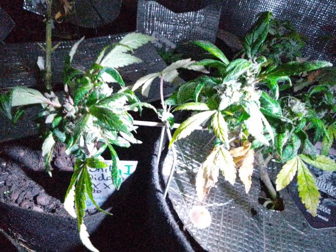 Poison Envy feminized I. Week 19