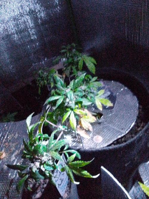 Poison Envy feminized I. Week 19