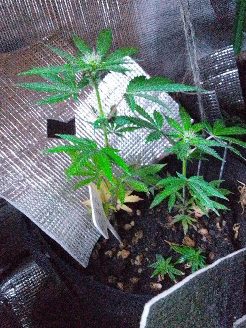 Royal Domina Feminized. Week 9 - Clones