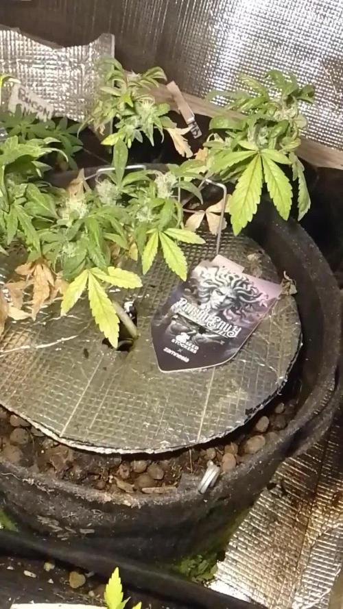 Poison Envy feminized I