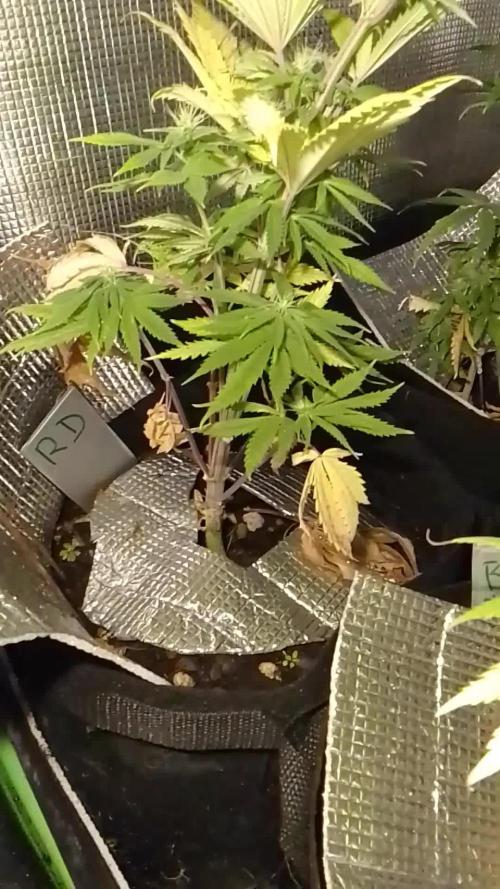 Royal Domina Feminized