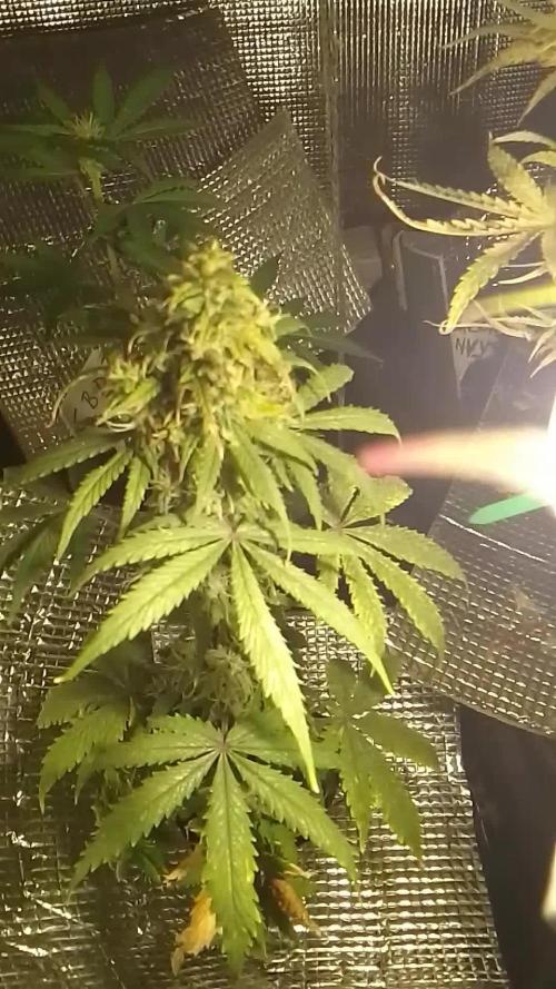 CBD 20:1 Auto III