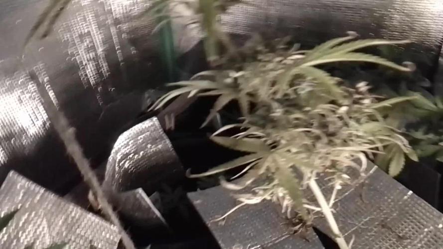 White Widow XXL Auto I