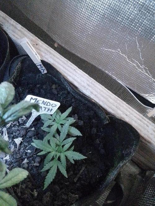 Mendo Breath Feminized 4/20 pcs. Week 2