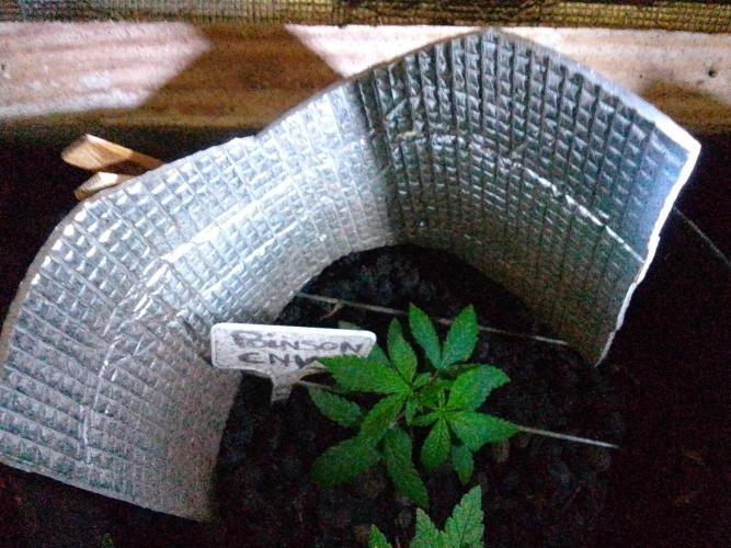 Mendo Breath Feminized 4/20 pcs. Week 2