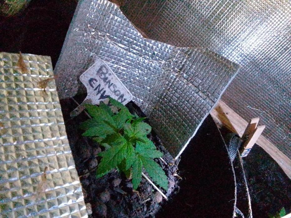 Poison Envy fem III. Week 4