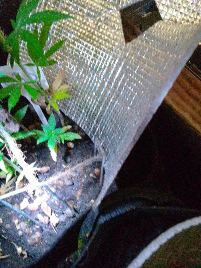 SeeDs in baG of CBD. Week 1