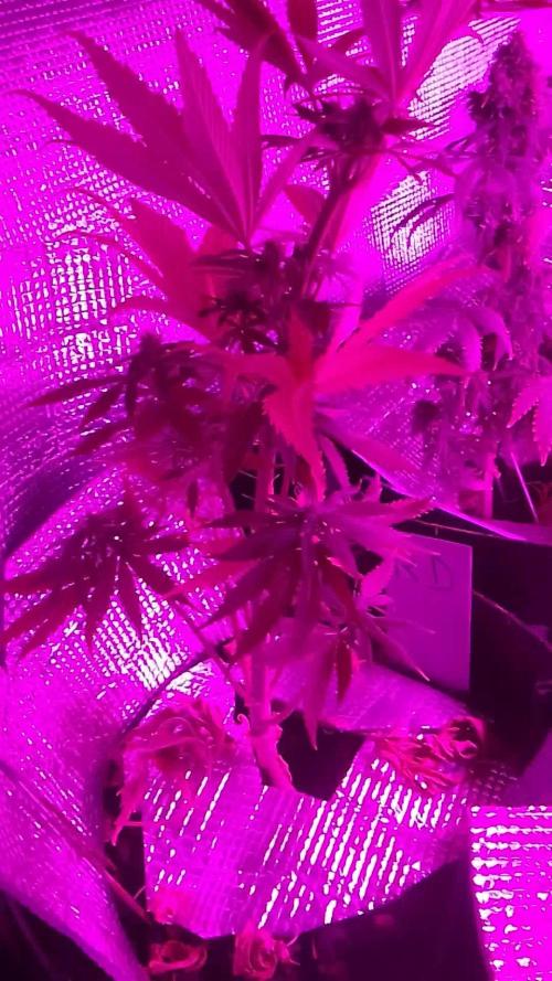 Royal Domina Feminized