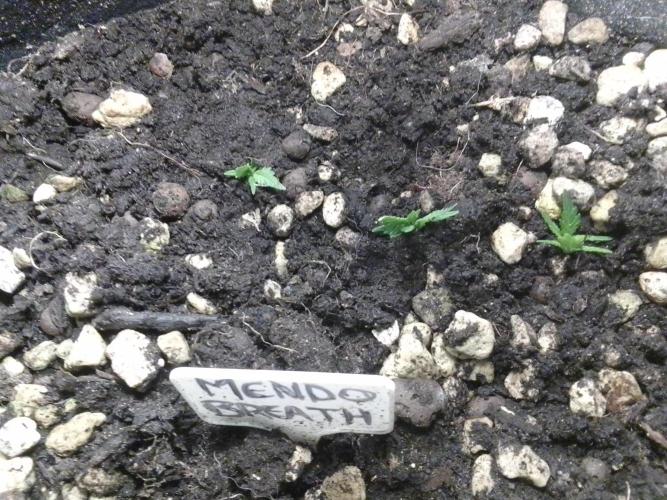 Mendo Breath Feminized 4/20 pcs. Week 6