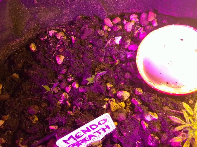 Mendo Breath Feminized 4/20 pcs. Week 6