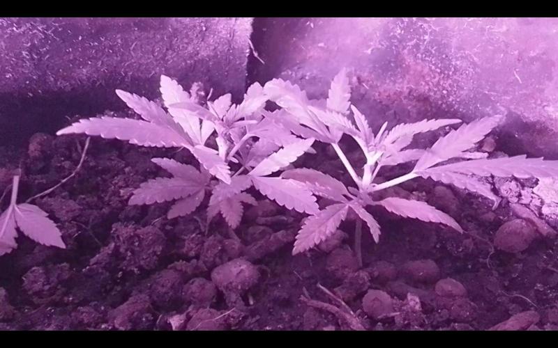 Mendo Breath Feminized 4/20 pcs. Week 6