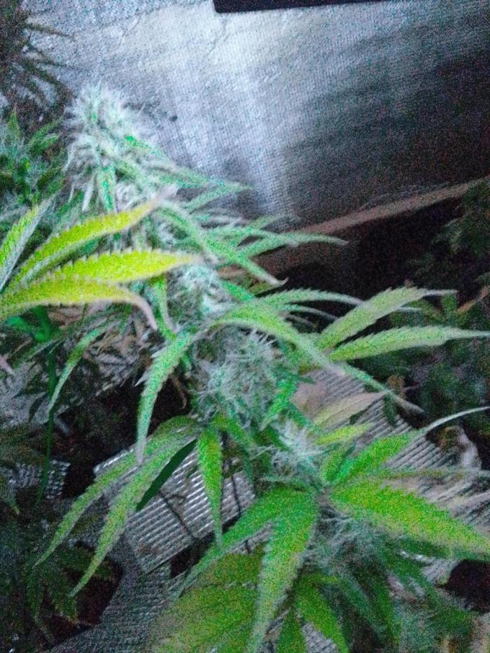 Biscotti Feminized. Week 10