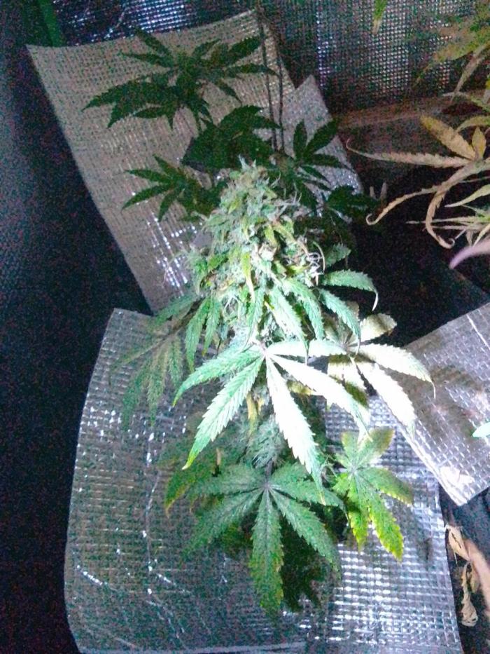 CBD 20:1 Auto III. Week 9