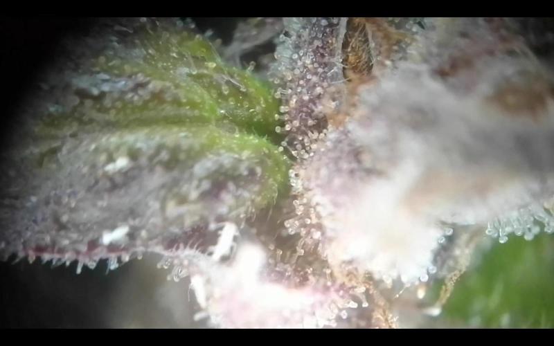 White Widow XXL Auto I. Week 12