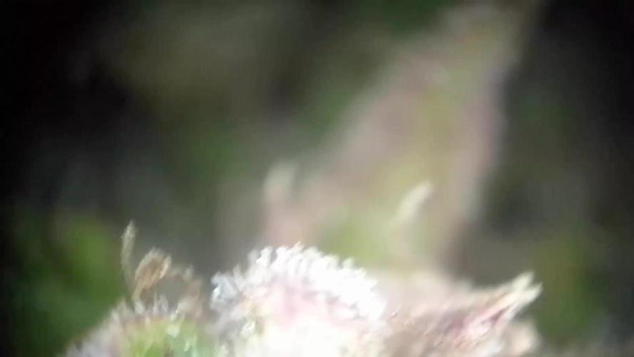 White Widow XXL Auto I