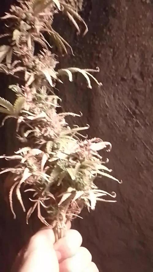 White Widow XXL 10gr