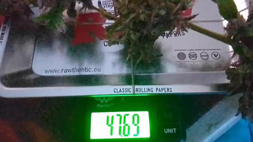 White Widow XXL Auto I