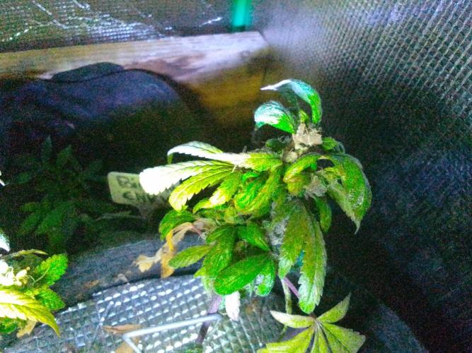 Poison Envy feminized I. Week 20