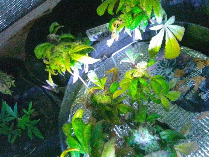 Poison Envy feminized I. Week 20